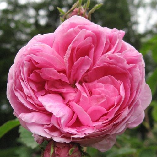 Vendita, rose rose centifolie - rosa - Rosa Rose des Peintres - rosa intensamente profumata - - - Ha un profumo meraviglioso e fiori grandi e pieni.
